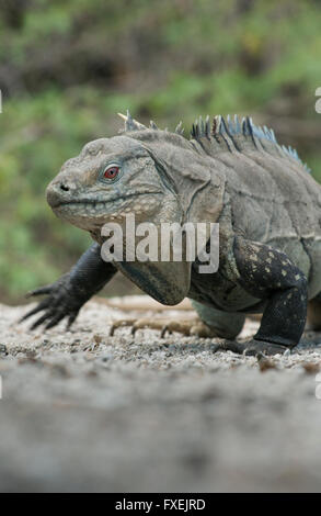 Hispaniolan or Ricord's Ground Iguana (Cyclura ricordi) Critically Endangered, Lago Enriquillo, Dominican Republic Stock Photo