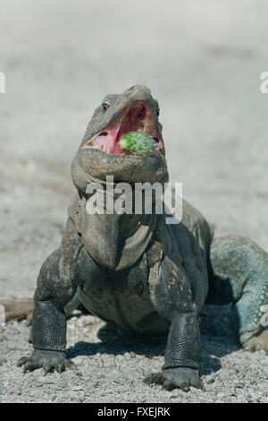 Hispaniolan or Ricord's Ground Iguana (Cyclura ricordi) Critically Endangered, Lago Enriquillo, Dominican Republic Stock Photo