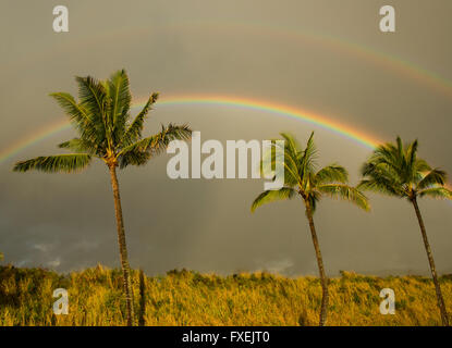 Double rainbow over palm trees, Kauai Hawaii Stock Photo