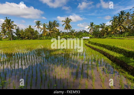 Daytime scenery of the rice fields in Ubud, Bali, Indonesia. Stock Photo