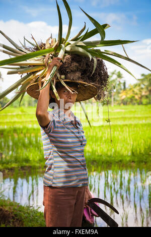 Ubud, Indonesia - February 28, 2016: Woman farmer carrying crops on her head on the rice filends in Ubud, Bali, Indonesia Stock Photo