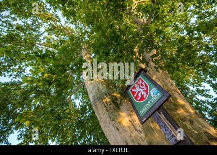 huge London plane tree (Platanus acerifolia, Platanus hispanica) in Mikulov town, Moravia region, Czech Republic Stock Photo
