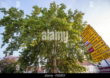 huge London plane tree (Platanus acerifolia, Platanus hispanica) in Mikulov town, Moravia region, Czech Republic Stock Photo