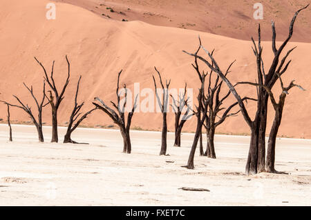 Dead Camelthorn Trees, Acacia erioloba, in the salt pan of Dead Vlei, Namib Naukluft Desert, Sossusvlei, Namibia, West Africa