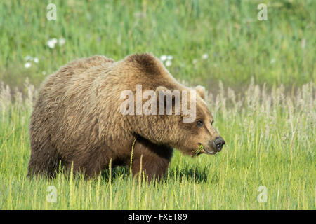 Solitary wild adult Grizzly Bear, Ursus arctos, eating sedge grass, Lake Clark National Park, Alaska, USA Stock Photo