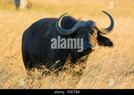 Solitary African Cape Buffalo, Syncerus caffer, Masai Mara National Reserve, Kenya, East Africa Stock Photo