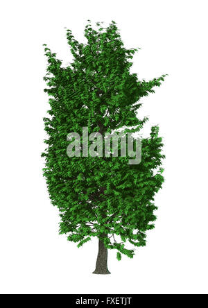 3D Illustration of a green chestnut tree isolated on white background Stock Photo