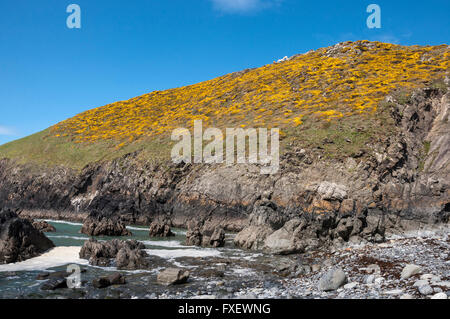 Gorse blooming above cliff on the coast of Pembrokeshire near St Davids. A sunny spring day. Stock Photo