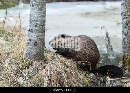 a beaver on the grassy edge of pond Stock Photo