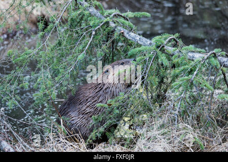 A beaver chewing on evergreen tree Stock Photo