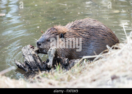 A beaver chewing on a stump in the water Stock Photo