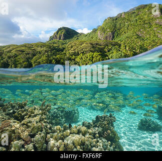 Lush shore with a school of fish and coral underwater, split view above and below water surface, Pacific ocean, French polynesia Stock Photo