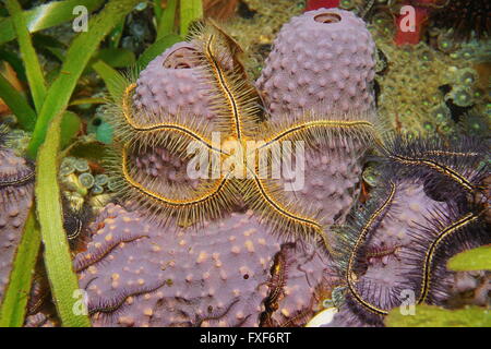 Marine life, a Suenson's brittle star, Ophiothrix suensoni on a branching tube sponge, Aiolochroia crassa, Caribbean sea Stock Photo