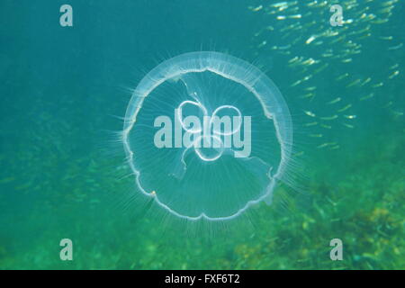 A moon jellyfish, Aurelia aurita, underwater in the Caribbean sea Stock Photo