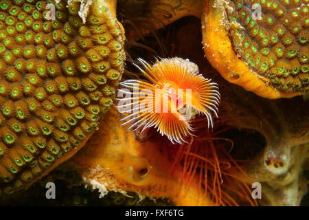 Underwater marine life, a red-spotted horseshoe worm, Protula sp., close to boulder star coral, Caribbean sea Stock Photo