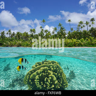 Tropical shore with coconut trees and coral underwater, split view above and below surface, Pacific ocean, French polynesia Stock Photo