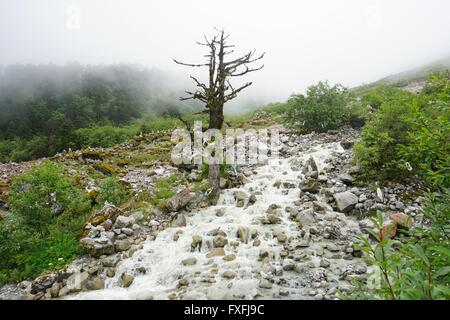 Ganzi, Ganzi, CHN. 4th Aug, 2015. Ganzi, CHINA - August 4 2015: (EDITORIAL USE ONLY. CHINA OUT) Hailuogou (Conch Gully) National Glacier Forest Park is located on the eastern side of Gonggar Mountain in Luding County of Tibetan Autonomous Prefecture of Garze, Sichuan Province. It is 319 km from Chengdu, the capital city of Sichuan Province and 105 km from Kangding, where administrative organs of the Garze Autonomous Prefecture are located. Glaciers in Hailuogou are typical modern marine glaciers, which are rarely found either in low-latitude places or at low altitude. Its lowest point is on Stock Photo