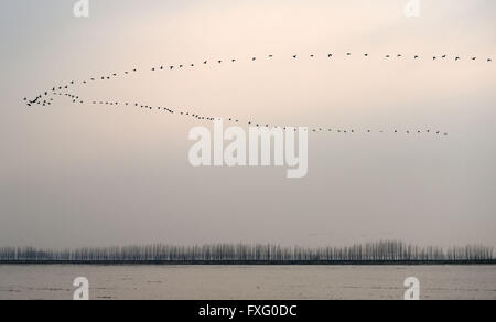 Mishan, China's Heilongjiang Province. 15th Apr, 2016. Flocks of ...