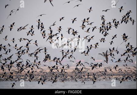 Mishan, China's Heilongjiang Province. 15th Apr, 2016. Flocks of ...