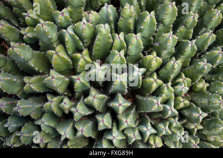 Resin spurge (Euphorbia resinifera), Fuerteventura, Canary Islands, Spain Stock Photo