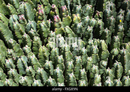 Resin spurge (Euphorbia resinifera), Fuerteventura, Canary Islands, Spain Stock Photo