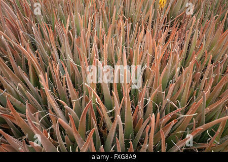 Aloe vera (Aloe vera), flowering, Fuerteventura, Canary Islands, Spain Stock Photo