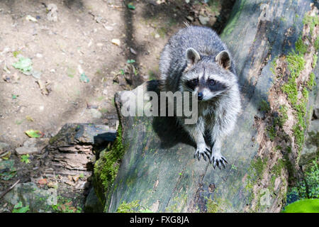 Raccoon (Procyon lotor) walking on tree trunk, Bad Mergentheim, Baden-Württemberg, Germany Stock Photo