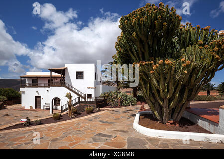Candelabra tree (Euphorbia candelabrum) in the museum, Museo del Queso, Antigua, Fuerteventura, Canary Islands, Spain Stock Photo