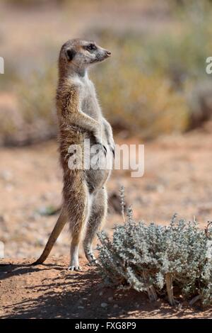 Meerkat (Suricata suricatta), adult female standing, attentive, Kgalagadi Transfrontier Park, Northern Cape, South Africa Stock Photo