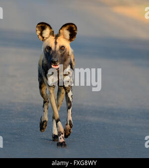 African Wild Dog, African Hunting Dog or African Painted Dog (Lycaon pictus), walking on a road, early morning Stock Photo