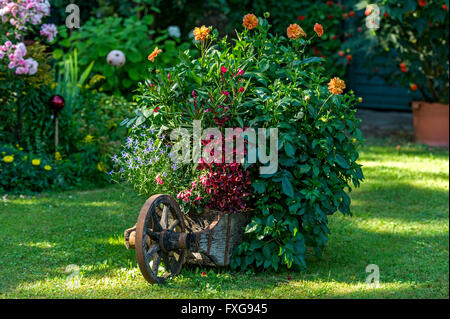 Old wheelbarrow planted with flowers in a cottage garden, Piesenkam, Isarwinkel, Upper Bavaria, Bavaria, Germany Stock Photo