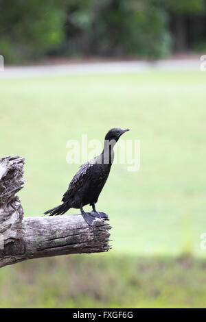 Little Black Cormorant (Phalacrocorax sulcirostris) sitting on a dead tree stump in Hervey Bay, Queensland, Australia. Stock Photo