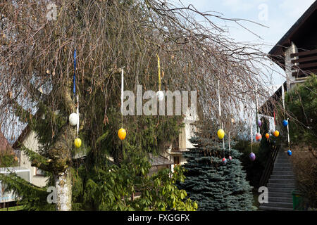 Decorated Easter eggs hang on the tree during Easter holidays Stock Photo