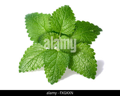 Lemon balm (Melissa officinalis) leaves with few droplets. Clipping paths for both leaves and shadow, large depth of field Stock Photo