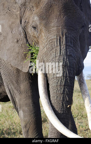 Male African elephant eating grass, portrait Stock Photo
