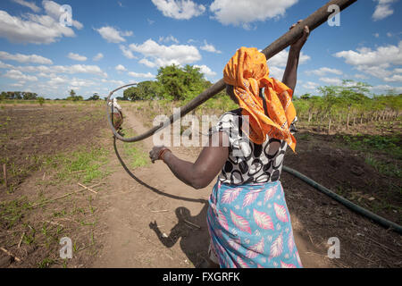 Mozambique, women at work in the middle of the plantation. Stock Photo