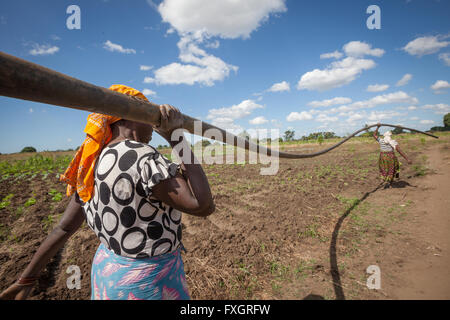 Mozambique, women at work in the middle of the plantation. Stock Photo