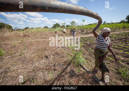 Mozambique, women at work in the middle of the plantation. Stock Photo