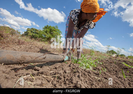 Mozambique, women at work in the middle of the plantation. Stock Photo