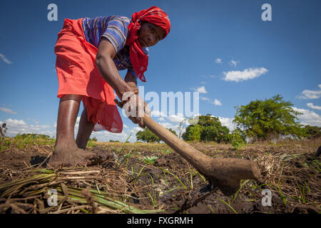 Mozambique, women at work in the middle of the plantation. Stock Photo