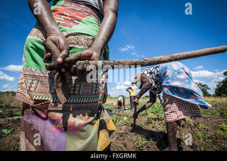 Mozambique, women at work in the middle of the plantation. Stock Photo