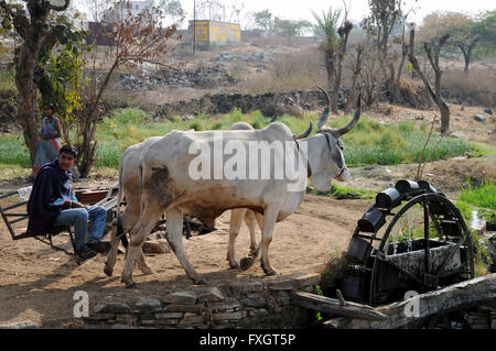 Bullocks being used to draw water from a well in Rajasthan, India, using the Persian Wheel method. Stock Photo