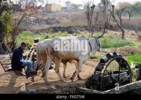 Bullocks being used to draw water from a well in Rajasthan, India, using the Persian Wheel method. Stock Photo