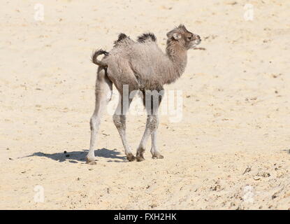 Young Central Asian Bactrian Camel (Camelus bactrianus) walking in a desert setting Stock Photo