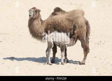 Central Asian Bactrian Camel (Camelus bactrianus), mother with her young calf drinking milk Stock Photo