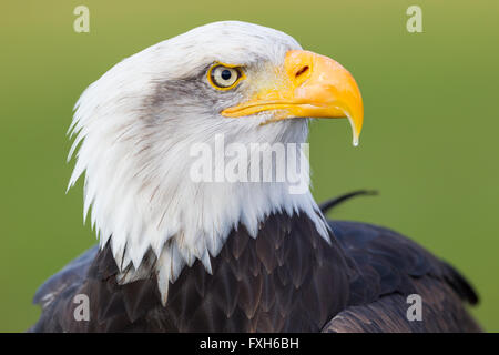 An adult female Bald Eagle ( Haliaeetus leucocephalus ), the national ...