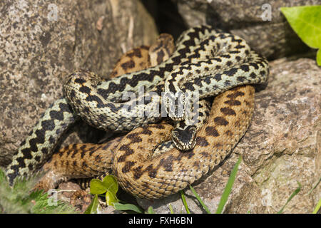 Common adder Vipera berus, adult female & two adult males in courtship, Hellenge Hill, Weston-Super-Mare, Somerset in April. Stock Photo