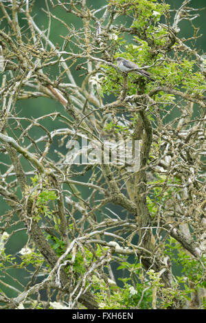 Common cuckoo Cuculus canorus, adult female, perched in lichen-covered tree, Lakenheath Fen, Suffolk, UK in June. Stock Photo