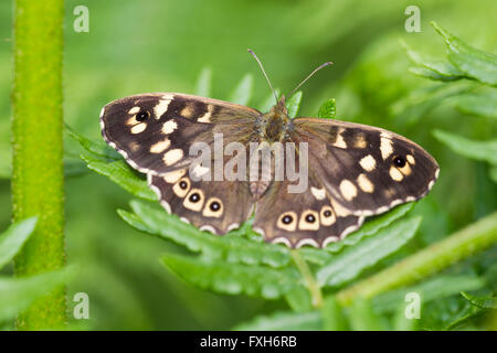 Speckled wood Pararge aegeria, imago, basking on bracken in dappled light, Raven Point, Republic of Ireland in June. Stock Photo