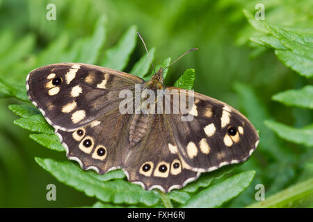 Speckled wood Pararge aegeria, imago, basking on bracken in dappled light, Raven Point, Republic of Ireland in June. Stock Photo